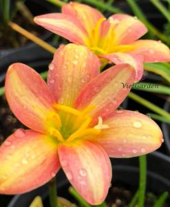 Hoa huệ mưa Z.Eastern Pearl Rain Lily