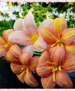 Hoa huệ mưa Z.Eastern Pearl Rain Lily