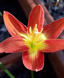 hoa huệ mưa Z.Fire Cracker Rain Lily