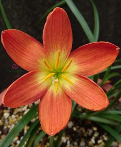 hoa huệ mưa Z.Fire Cracker Rain Lily