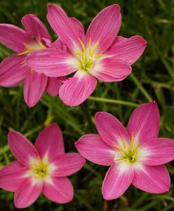 Hoa huệ mưa Z.Fire Fly Rain Lily