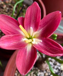 Hoa huệ mưa Z.Fire Fly Rain Lily