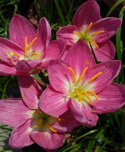 Hoa huệ mưa Z.Fire Fly Rain Lily