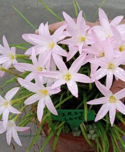 hoa huệ mưa Z.First Love Rain Lily