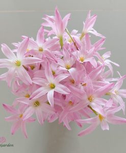 hoa huệ mưa Z.First Love Rain Lily