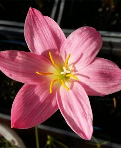 Hoa huệ mưa Z.Foggy Pink Rain Lily