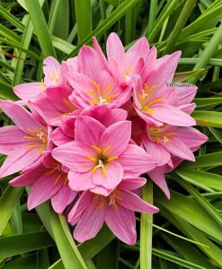 Hoa huệ mưa Z.Foggy Pink Rain Lily