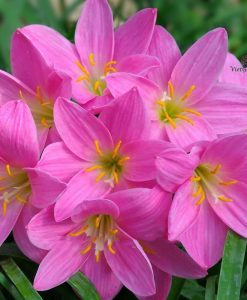 Hoa huệ mưa Z.Foggy Pink Rain Lily