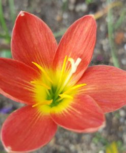 Hoa huệ mưa Z.Friendship Rain Lily