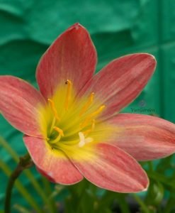 Hoa huệ mưa Z.Friendship Rain Lily