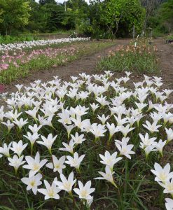 Quy mô vườn hoa Huệ mưa của Vườn Hoa Việt