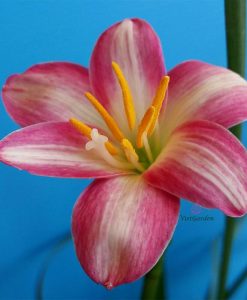 Quy mô vườn hoa Huệ mưa của Vườn Hoa Việt