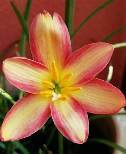 Quy mô vườn hoa Huệ mưa của Vườn Hoa Việt