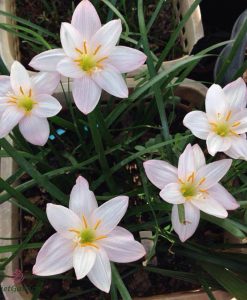 Hoa huệ mưa Z.Giant White Rain Lily