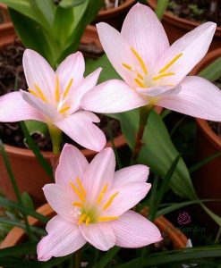 Hoa huệ mưa Z.Giant White Rain Lily