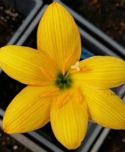 Hoa huệ mưa Z.Golden Anniversary Rain Lily