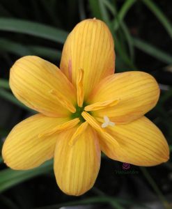 Quy mô vườn hoa Huệ mưa của Vườn Hoa Việt