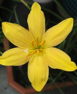 Hoa huệ mưa Z.Golden Anniversary Rain Lily