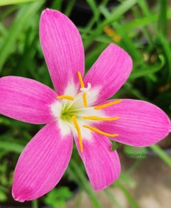 Hoa huệ mưa Z.Grandiflora Rain Lily