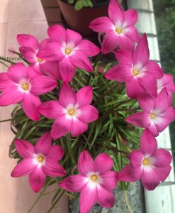 Hoa huệ mưa Z.Heart Throb Rain Lily