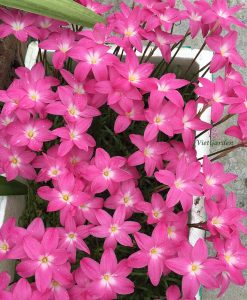 Hoa huệ mưa Z.Heart Throb Rain Lily