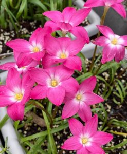 Hoa huệ mưa Z.Heart Throb Rain Lily