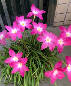 Hoa huệ mưa Z.Heart Throb Rain Lily