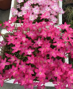 Hoa huệ mưa Z.Heart Throb Rain Lily