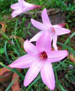 Hoa huệ mưa Z.Holland Rain Lily