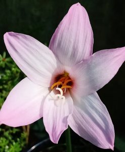 Hoa huệ mưa Z.Holland Rain Lily