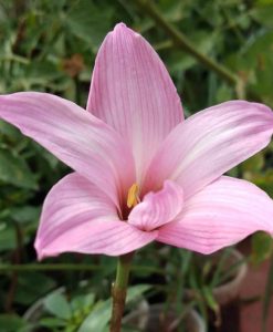 Hoa huệ mưa Z.Holland Rain Lily