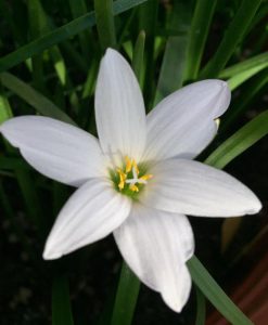 Hoa huệ mưa Z.Insularum Rain Lily