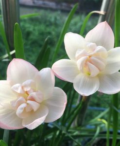 Hoa huệ mưa Z.Jakarta Dawn Rain Lily