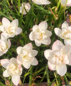 Hoa huệ mưa Z.Jakarta Dawn Rain Lily