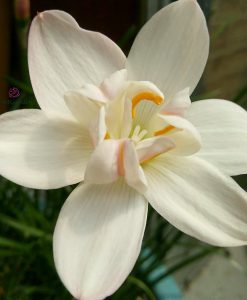 Hoa huệ mưa Z.Jakarta Dawn Rain Lily