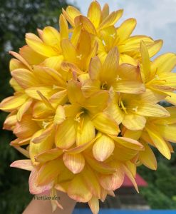 Hoa huệ mưa Z.King Ramson Rain Lily