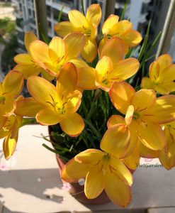 Hoa huệ mưa Z.King Ramson Rain Lily