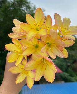 Hoa huệ mưa Z.King Ramson Rain Lily