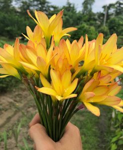 Hoa huệ mưa Z.King Ramson Rain Lily