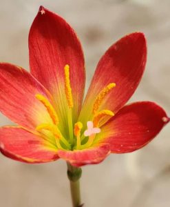 Hoa huệ mưa Z.Krakatau Rain Lily