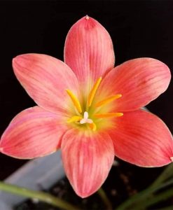 Hoa huệ mưa Z.Krakatau Rain Lily