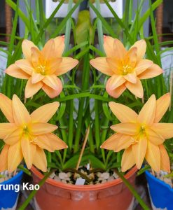 Hoa huệ mưa Z.Krung Kao Rain Lily