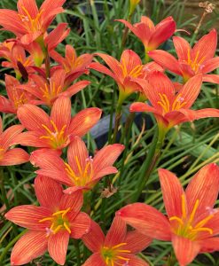 Hoa huệ mưa Z.Lavalon Rain Lily