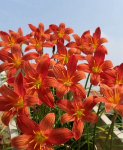 Hoa huệ mưa Z.Lavalon Rain Lily