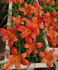 Hoa huệ mưa Z.Lavalon Rain Lily