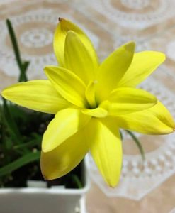 Hoa huệ mưa Z.Lemon Quartz Rain Lily