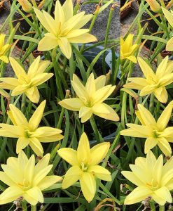 Hoa huệ mưa Z.Lemon Quartz Rain Lily