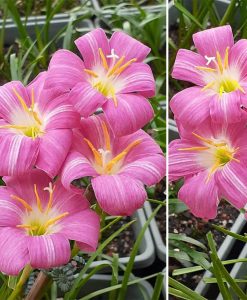 Hoa huệ mưa Z.Lovely Chubby Rain Lily