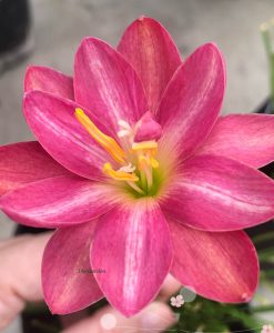 Hoa huệ mưa Z.Luhaoning Rain Lily