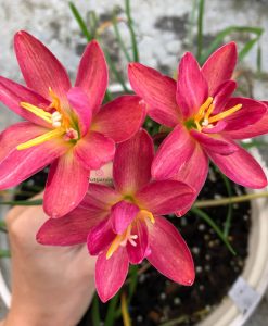 Hoa huệ mưa Z.Luhaoning Rain Lily